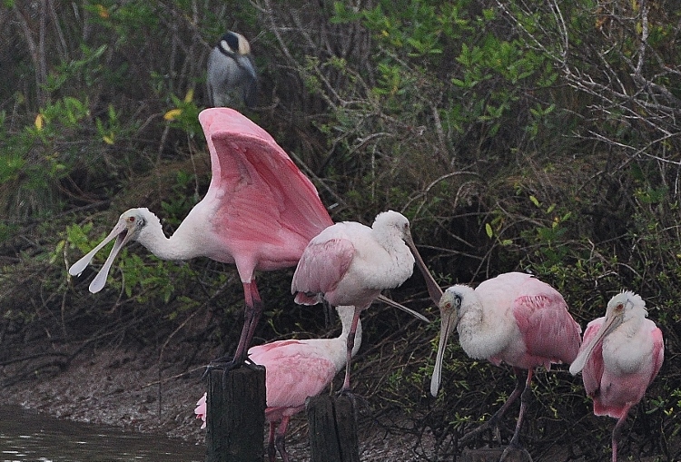 spoonbills